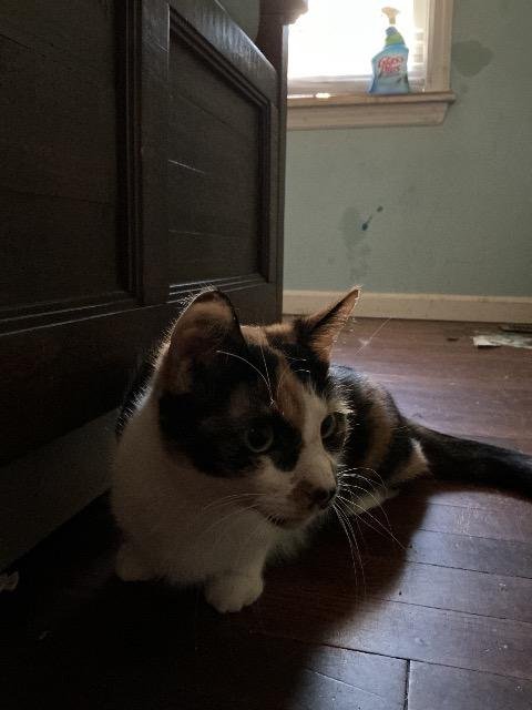 POLKA DOT - Domestic Short Hair available for adoption
