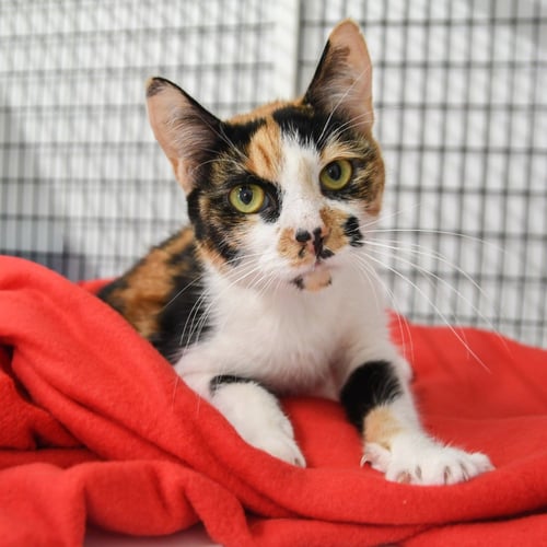 POLKA DOT - Domestic Short Hair available for adoption