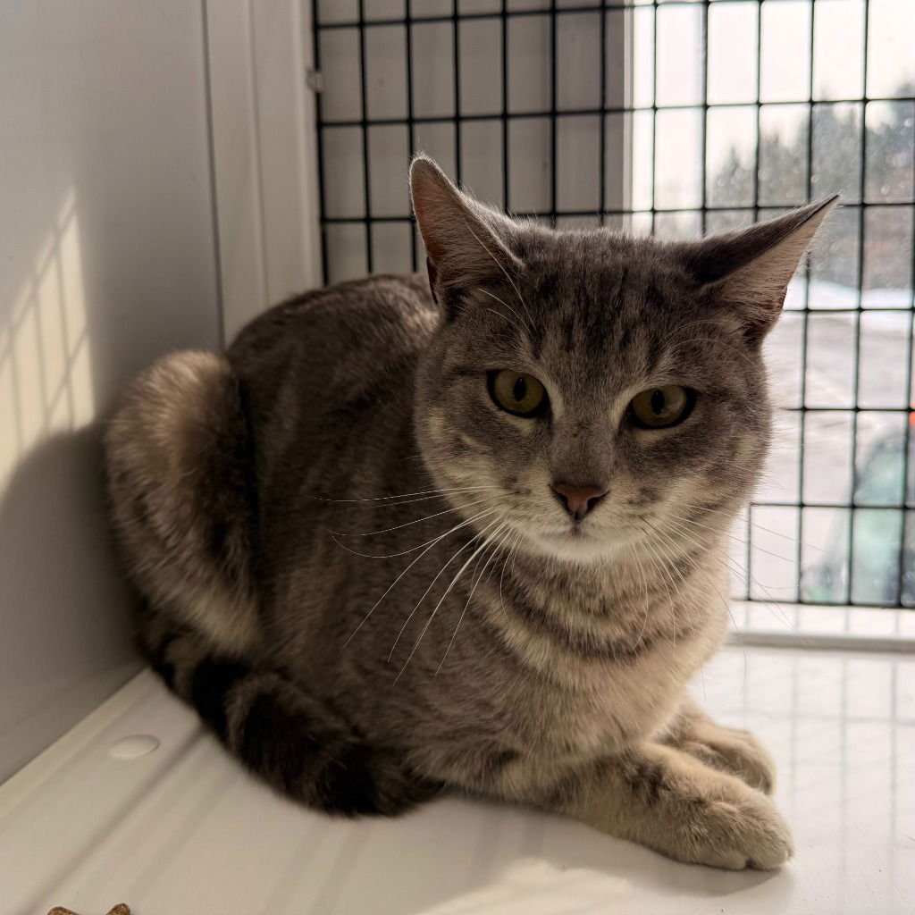 DONNIE - Domestic Short Hair available for adoption