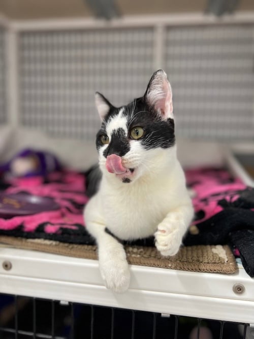 GALLOWAY - Domestic Short Hair available for adoption