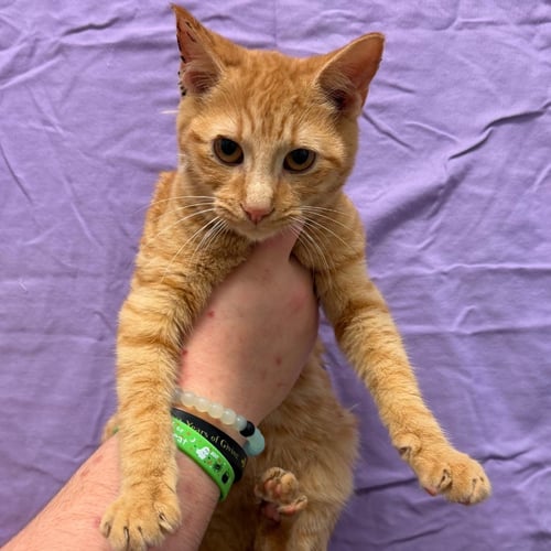 POCUS - Domestic Short Hair available for adoption