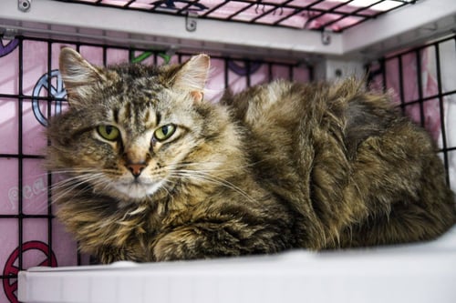 MOJAVE - Domestic Short Hair available for adoption