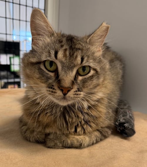MOJAVE - Domestic Short Hair available for adoption