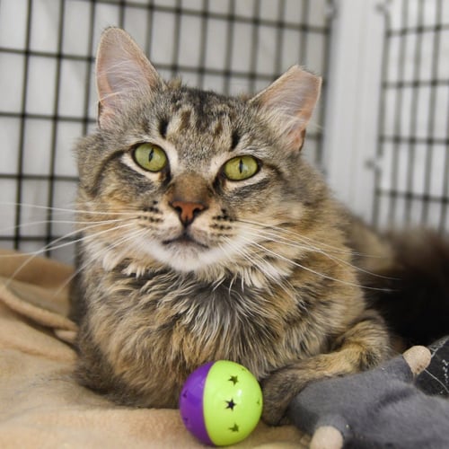 MOJAVE - Domestic Short Hair available for adoption