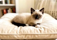 Sylvester - Photo 1