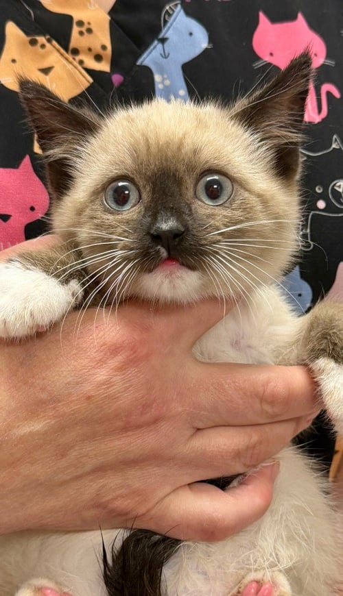 SYLVESTER - Domestic Short Hair available for adoption