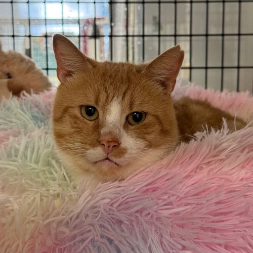BYRON - Domestic Short Hair available for adoption