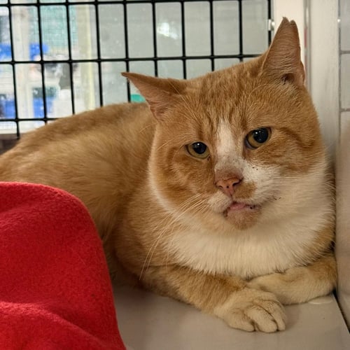 BYRON - Domestic Short Hair available for adoption