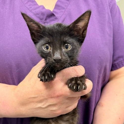 TIDE - Domestic Short Hair available for adoption