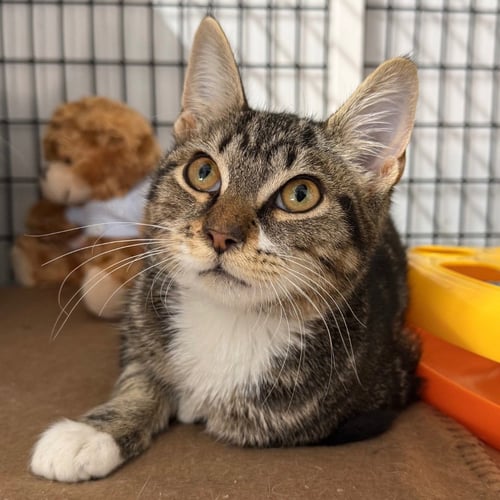 CORNELIA - Domestic Short Hair available for adoption