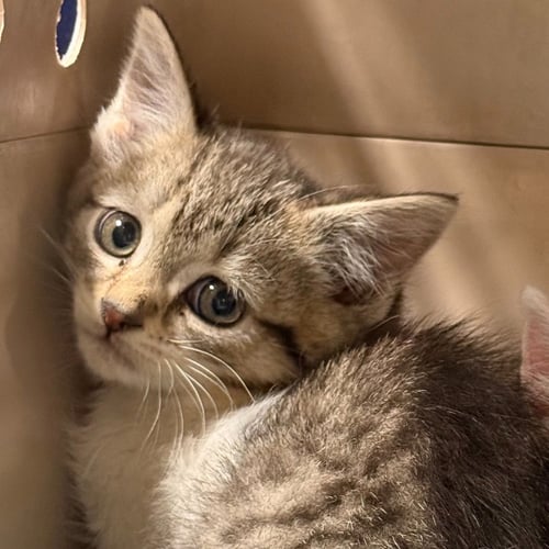 FRENCHIE - Domestic Short Hair available for adoption