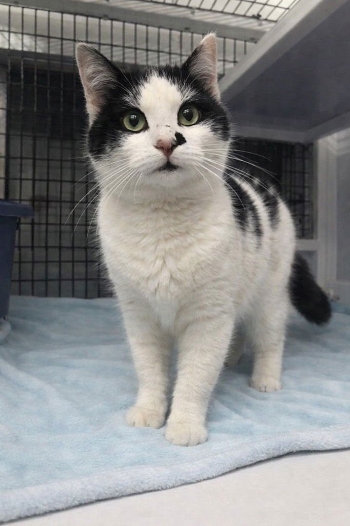 FRANKIE - Domestic Short Hair available for adoption