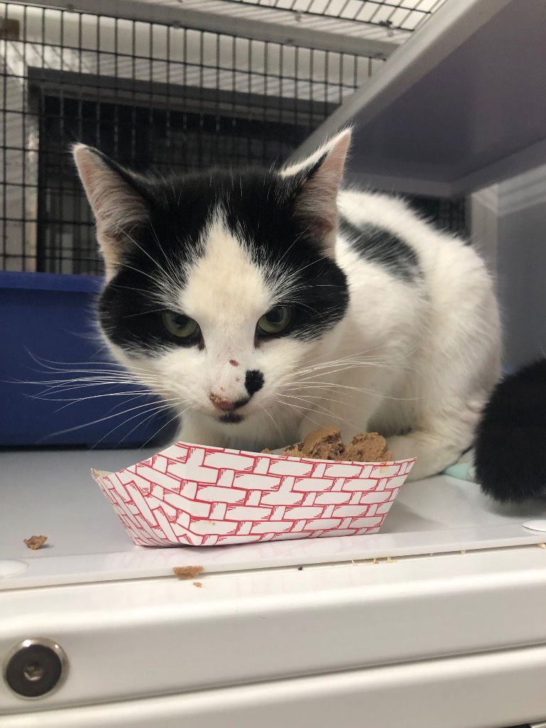 FRANKIE - Domestic Short Hair available for adoption