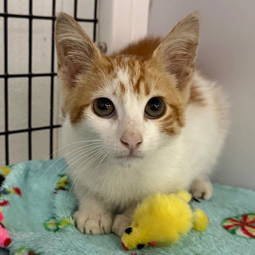 CHEDDAR BAY BISCUIT - Domestic Short Hair available for adoption