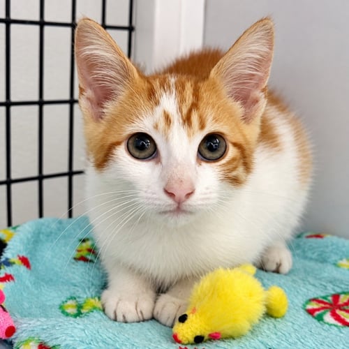 CHEDDAR BAY BISCUIT - Domestic Short Hair available for adoption