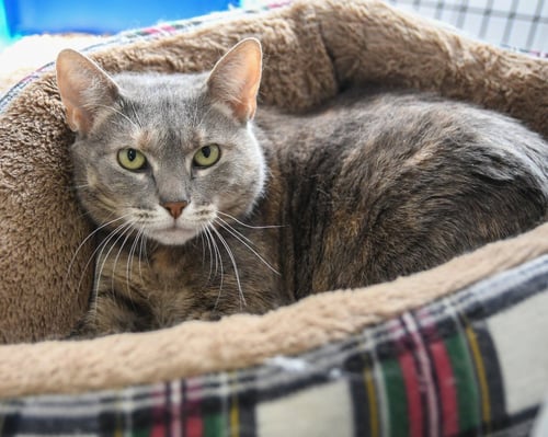 FERRARI - Domestic Short Hair available for adoption
