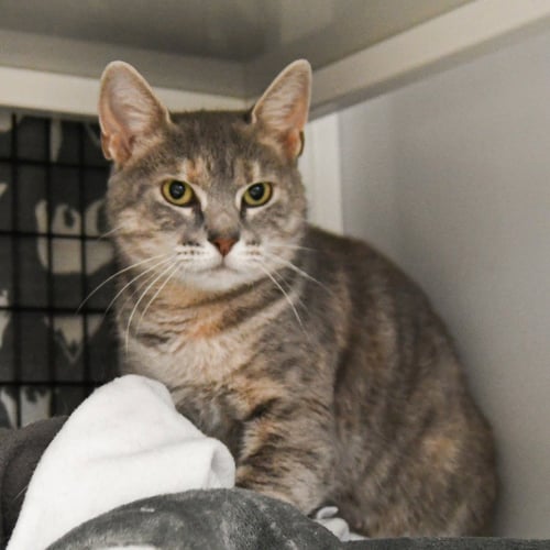 FERRARI - Domestic Short Hair available for adoption