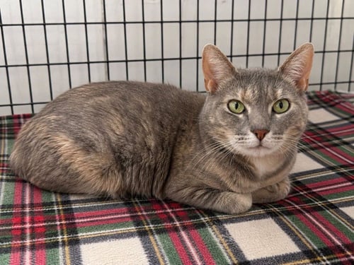 FERRARI - Domestic Short Hair available for adoption