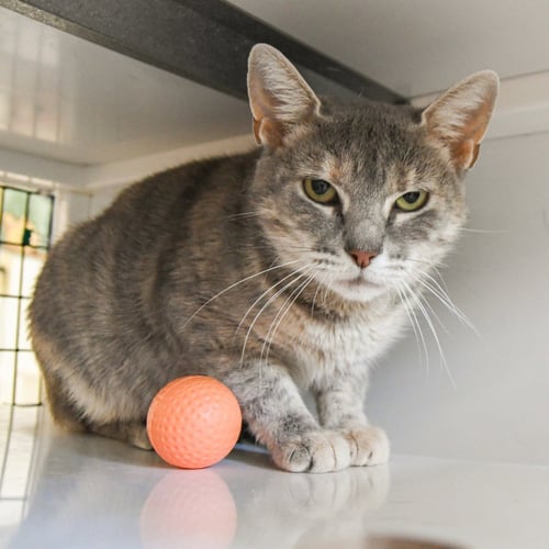 FERRARI - Domestic Short Hair available for adoption