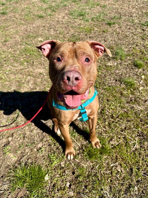BROWNY - American Staffordshire Terrier available for adoption