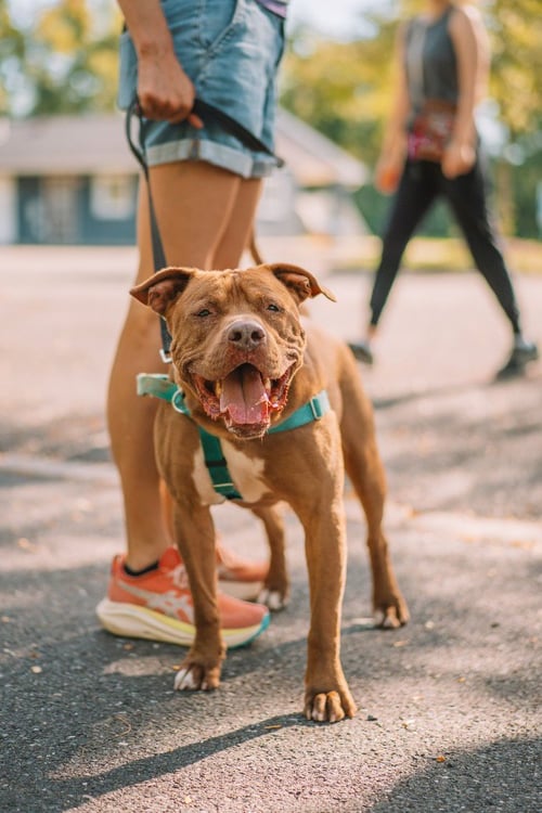 BROWNY - American Staffordshire Terrier available for adoption