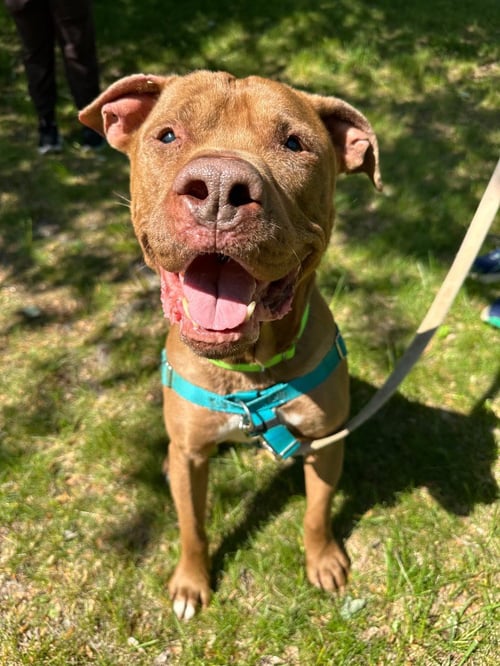 BROWNY - American Staffordshire Terrier available for adoption
