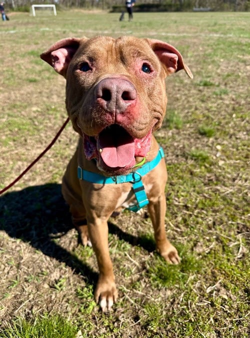 BROWNY - American Staffordshire Terrier available for adoption