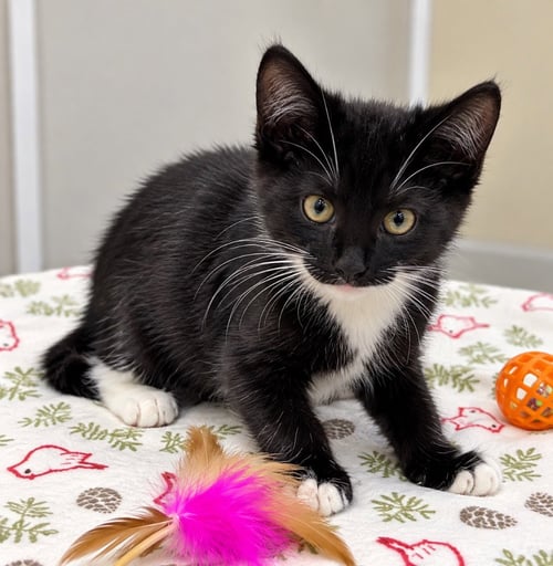 MIRANDA - Domestic Short Hair available for adoption
