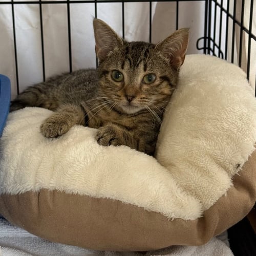 JACKIE - Domestic Short Hair available for adoption