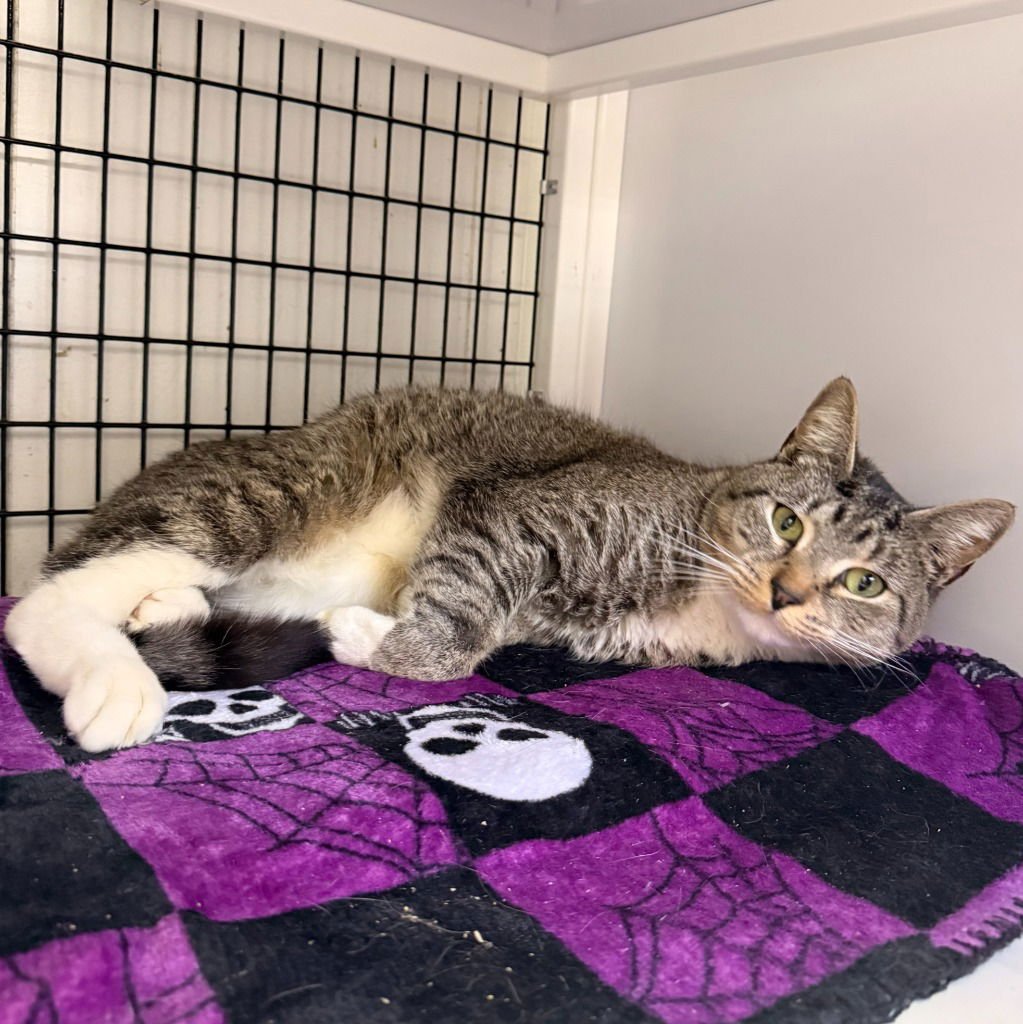 EMINEM - Domestic Short Hair available for adoption