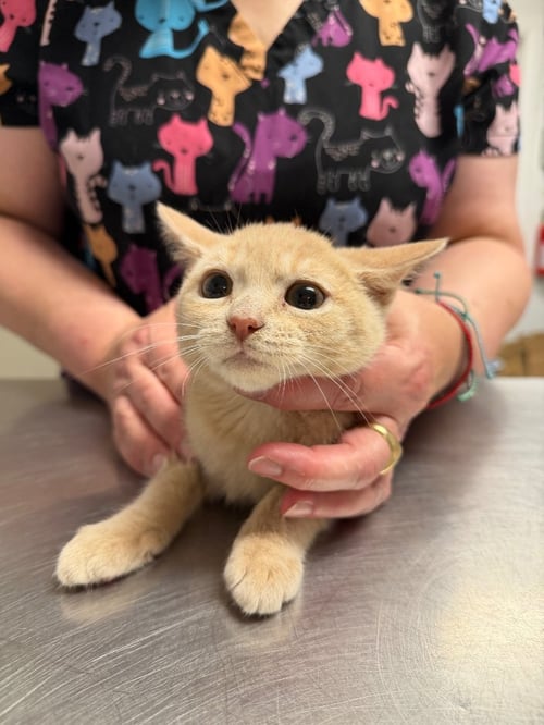 ROGER - Domestic Short Hair available for adoption