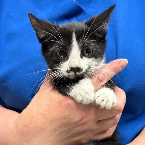 ANNABELLE - Domestic Short Hair available for adoption