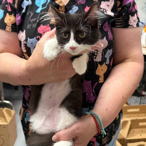 JIGGLY PUFF - Domestic Medium Hair available for adoption