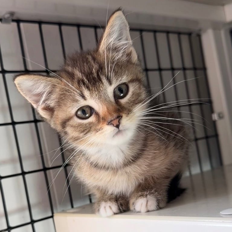 Ronald Image