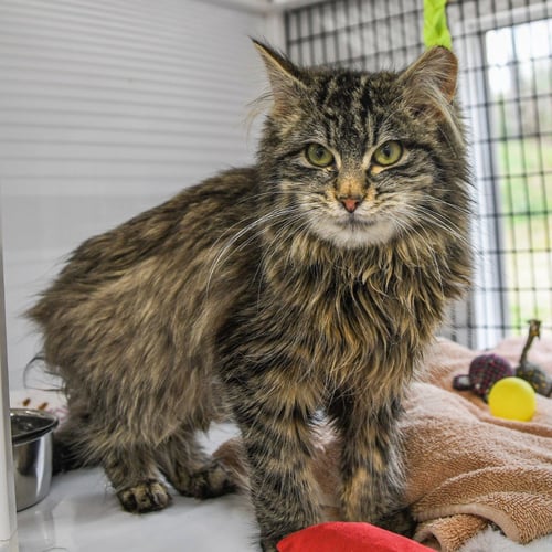 KAI - Domestic Medium Hair available for adoption
