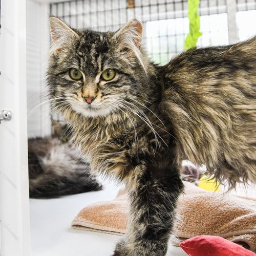 KAI - Domestic Medium Hair available for adoption