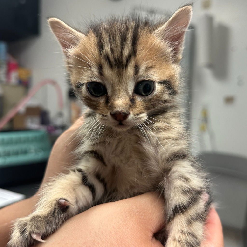 MATCHA - Domestic Short Hair available for adoption