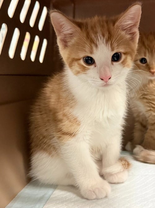 HASHBROWN - Domestic Short Hair available for adoption