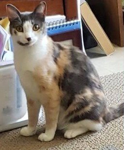 ISABELLA - Domestic Short Hair available for adoption