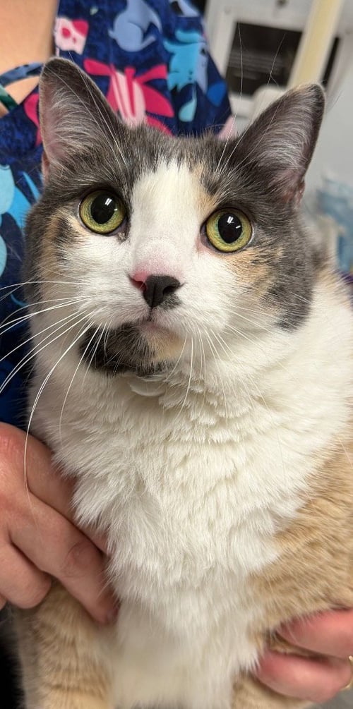 ISABELLA - Domestic Short Hair available for adoption