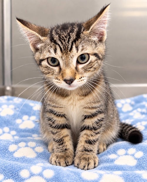 BLITZ - Domestic Short Hair available for adoption