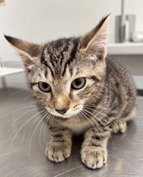BLITZ - Domestic Short Hair available for adoption