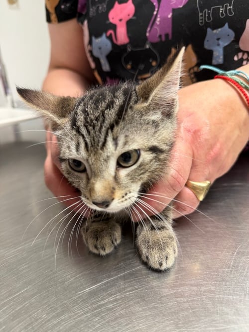 BLITZ - Domestic Short Hair available for adoption