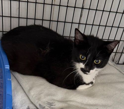 CANDICE - Domestic Short Hair for adoption in Trenton