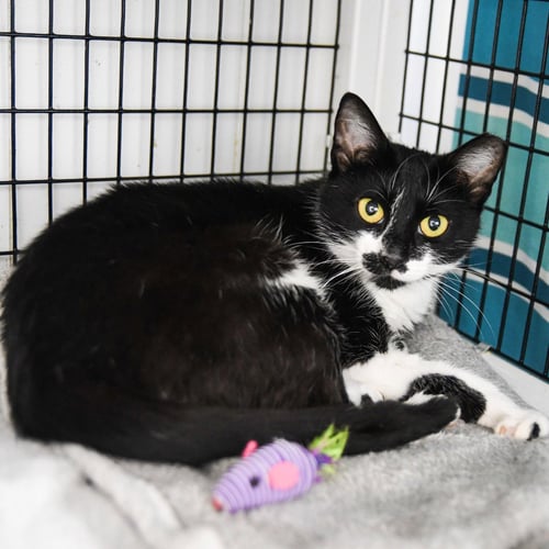 CANDICE - Domestic Short Hair available for adoption