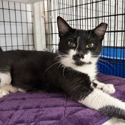 CANDICE - Domestic Short Hair available for adoption