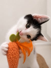 Digger - Photo 4
