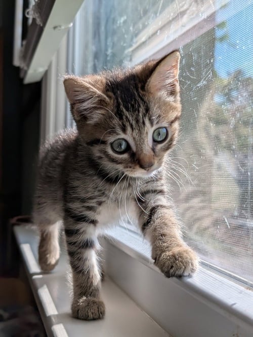 PERIDOT - Domestic Short Hair available for adoption
