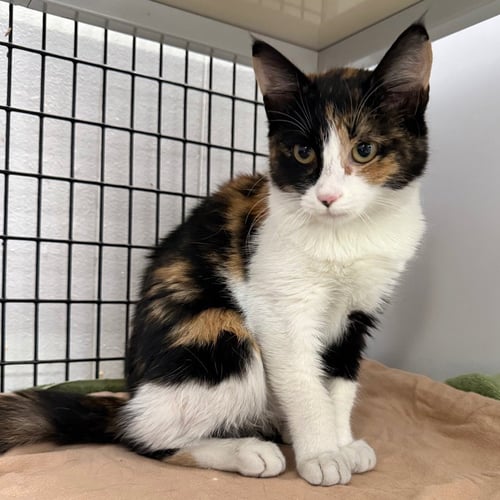 CARMELLA - Domestic Short Hair available for adoption