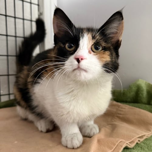 CARMELLA - Domestic Short Hair available for adoption